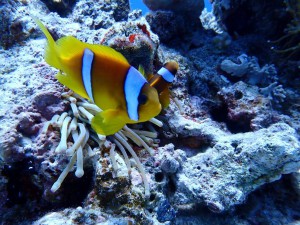 Clark's Anemonefish photo 5