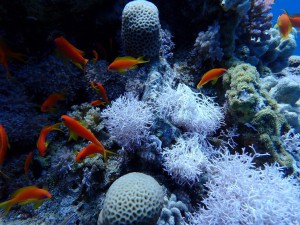 Anthias photo 1