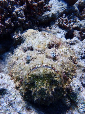 Stonefish photo 5
