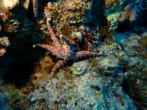 Cushion Star photo 3