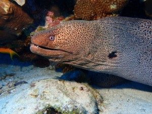 Giant Moray photo 3