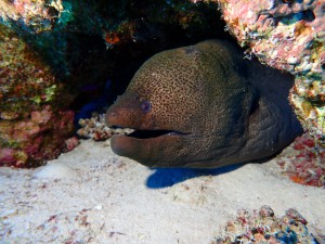 Giant Moray photo 2