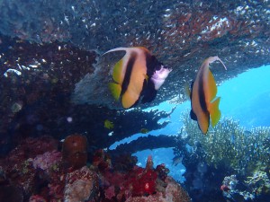 Moorish Idol photo 4