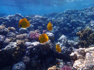 Masked Butterflyfish photo 1