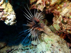 Red Lionfish photo 5