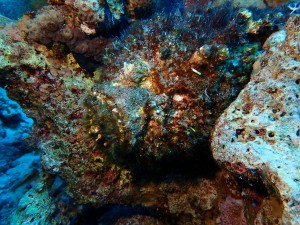 Stonefish photo 4