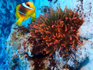 Clark's Anemonefish photo 4