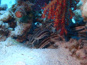 Striped Catfish photo 2