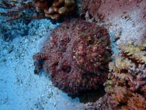 Stonefish photo 3