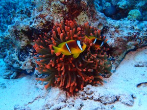 Clark's Anemonefish photo 3
