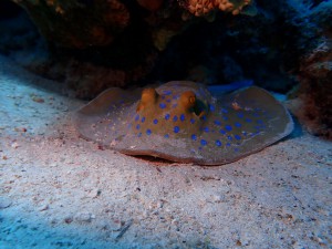 Bluespotted Ribbontail Ray photo 3