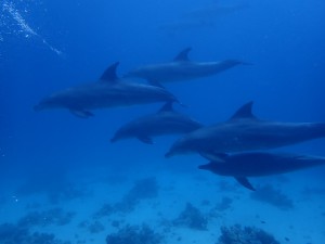 Bottlenose Dolphin photo 1