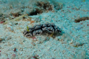 Phyllidia varicosa photo 5