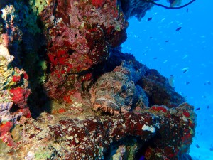 Stonefish photo 2