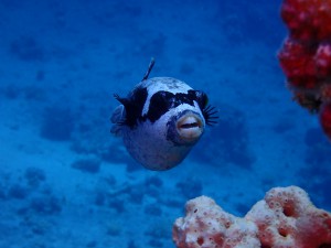 Masked Puffer photo 1