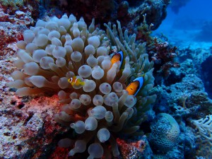 Clark's Anemonefish photo 2