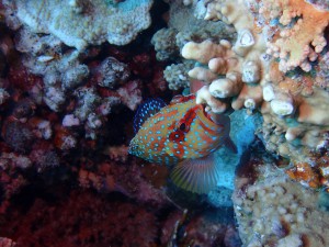 Coral Grouper photo 2