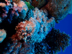 Stonefish photo 1