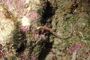 Network Pipefish photo 3