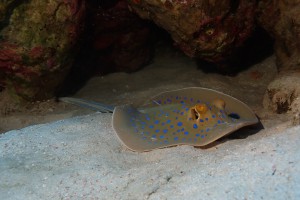 Bluespotted Ribbontail Ray photo 2