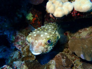 Black Blotched Porcupinefish photo 2