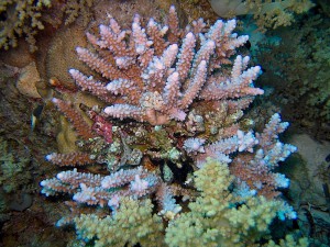 Recent dive photo from Egypt