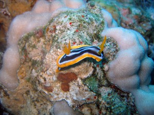 Recent dive photo from Egypt