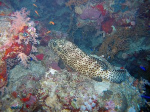 Recent dive photo from Egypt