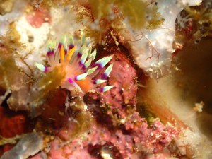 Nudibranch egg ribbon Doto greenamyeri photo 2