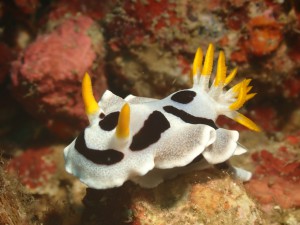 Chromodoris Nudibranch photo 1