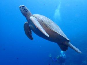 Recent dive photo from Indonesia