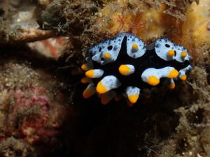 Phyllidia varicosa photo 4