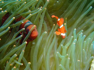 Clownfish photo 1