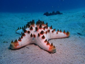Chocolate Chip Sea Star photo 1