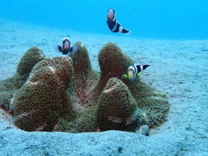 Clark's Anemonefish photo 1
