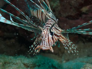 Red Lionfish photo 1
