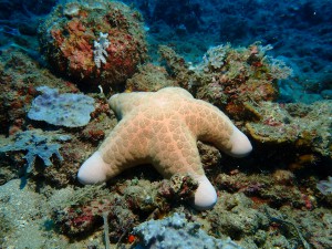Cushion Star photo 1