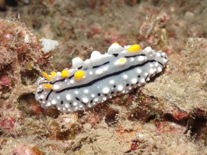 Phyllidia varicosa photo 3