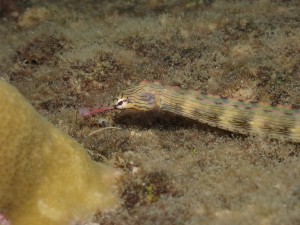 Network Pipefish photo 1