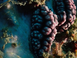 Phyllidia varicosa photo 2