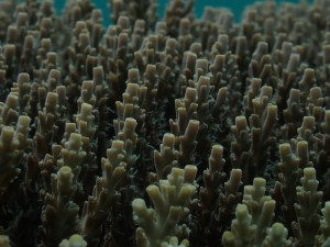 Staghorn Coral photo