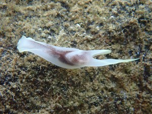 Liberated Pleurobranch photo