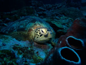 Green Sea Turtle photo