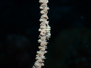 Zanzibar Whip Coral Shrimp photo