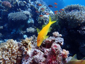 Yellowfin Goatfish photo
